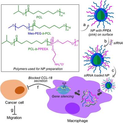 A Robust Nanoparticle Platform for RNA Interference in Macrophages to Suppress Tumor Cell Migration